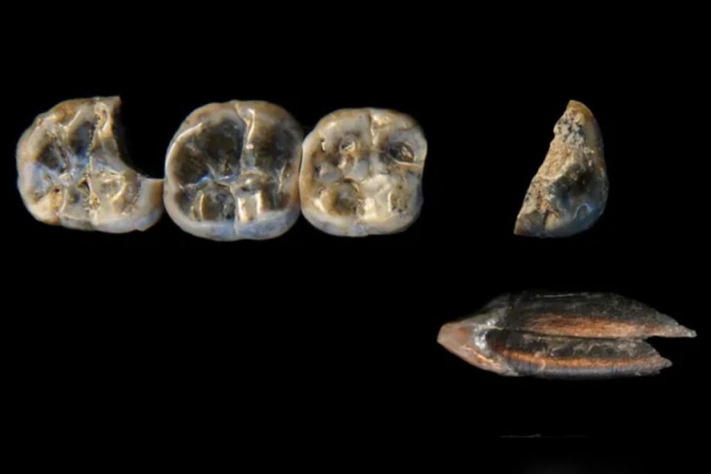 dentes-de-2,6-milhoes-de-anos-podem-ser-de-parente-humano-desconhecido