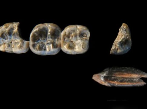 dentes-de-2,6-milhoes-de-anos-podem-ser-de-parente-humano-desconhecido