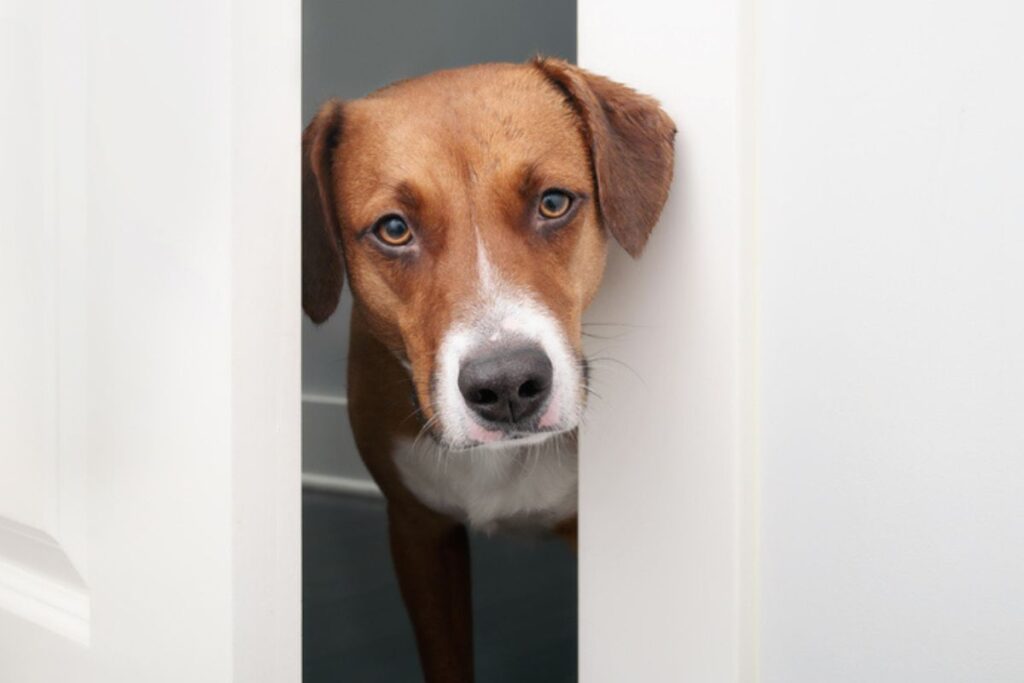 saiba-por-que-o-cachorro-tem-mania-de-“seguir”-o-tutor-no-banheiro