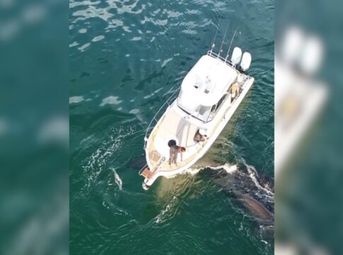 dono-de-barco-que-atropelou-baleia-e-encontrado-e-multado-em-r$-12-mil