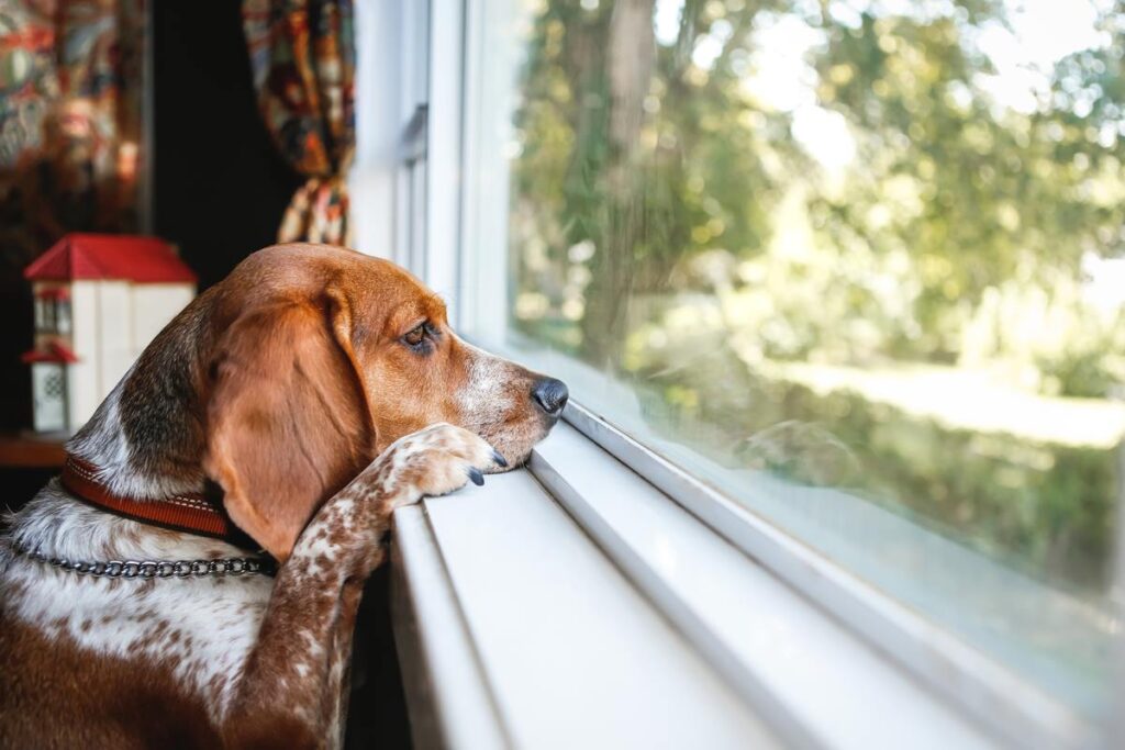 ausencia-do-tutor-pode-causar-depressao-no-cachorro?-ciencia-responde
