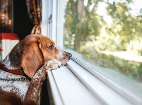 ausencia-do-tutor-pode-causar-depressao-no-cachorro?-ciencia-responde