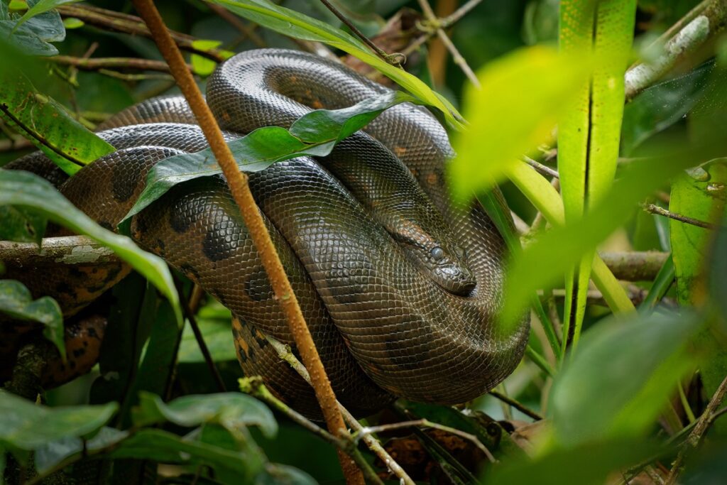 sucuri-verde:-conheca-uma-das-cobras-mais-fortes-e-pesadas-do-mundo