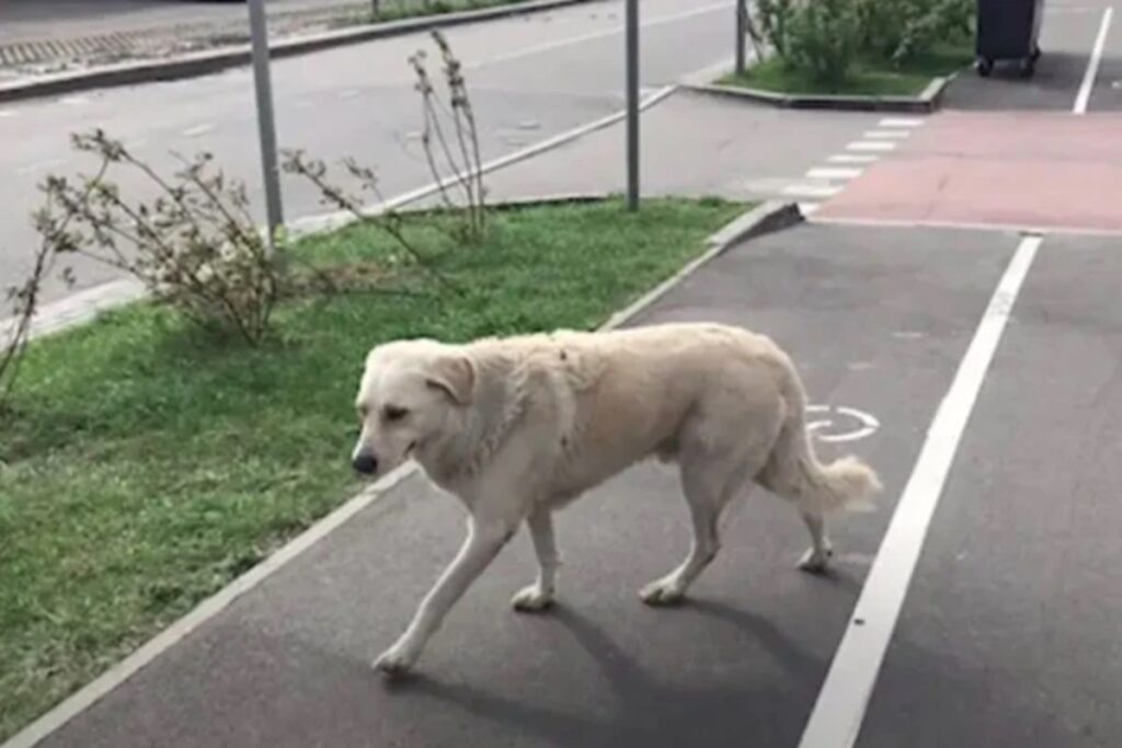 cadela-emociona-ao-encontrar-cobertor-de-tutora-em-parque;-confira