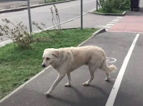 cadela-emociona-ao-encontrar-cobertor-de-tutora-em-parque;-confira