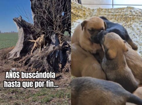 apos-anos-fugindo-por-traumas,-vira-lata-e-resgatada-com-11-filhotes