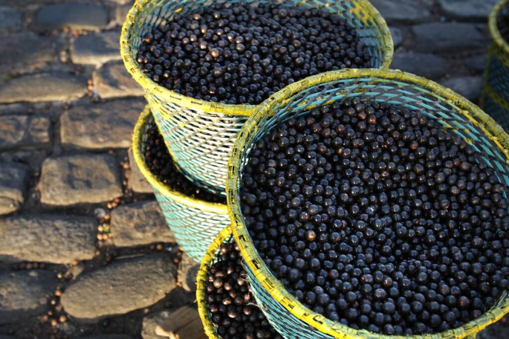 cop30-em-belem-veta-acai,-alimento-presente-em-eventos-anteriores