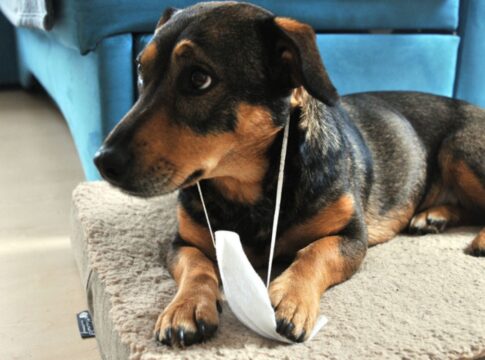 gripe-em-caes:-saiba-os-principais-sinais-e-como-funciona-o-contagio