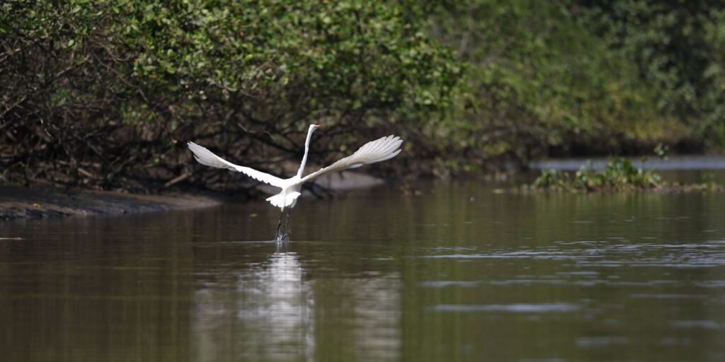reflorestamento-permite-volta-de-animais-a-mangue-na-baia-de-guanabara