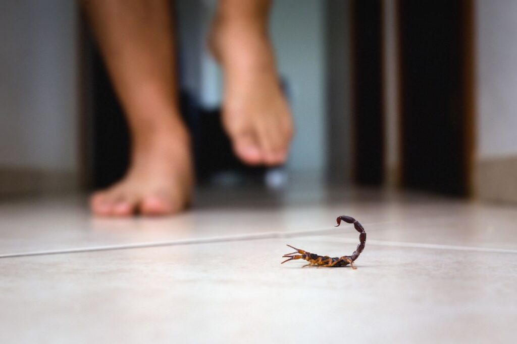 saiba-como-descobrir-se-tem-escorpiao-amarelo-em-casa,-segundo-biologo