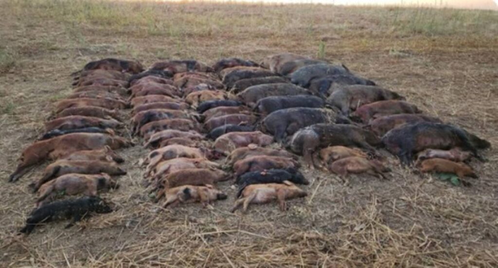 mais-de-60-javalis-sao-abatidos-em-uma-noite-em-goias