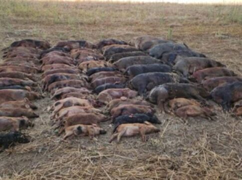 mais-de-60-javalis-sao-abatidos-em-uma-noite-em-goias