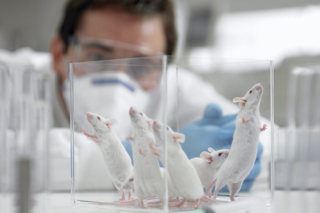 universidade-cancela-estudo-que-poderia-matar-mais-de-17-mil-ratos