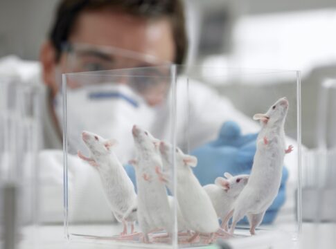 universidade-cancela-estudo-que-poderia-matar-mais-de-17-mil-ratos
