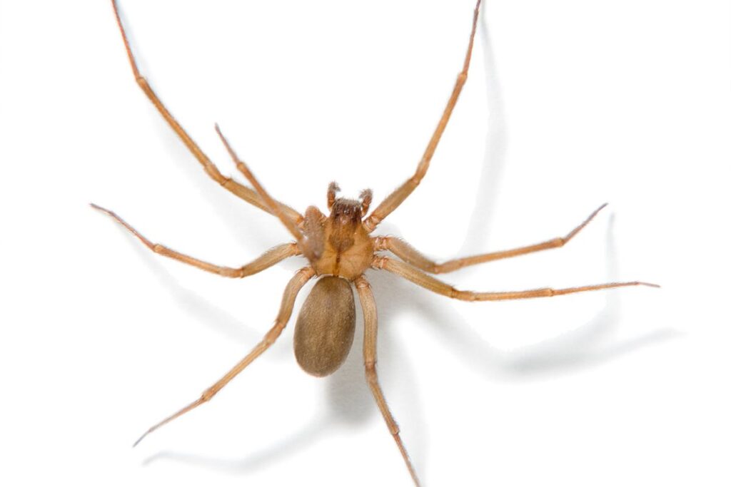 picada-de-aranha-marrom-pode-causar-necrose;-saiba-como-se-proteger