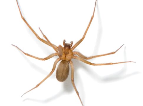 picada-de-aranha-marrom-pode-causar-necrose;-saiba-como-se-proteger