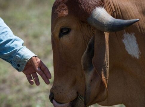 goias-confirma-casos-de-raiva-em-bovinos-de-2-municipios