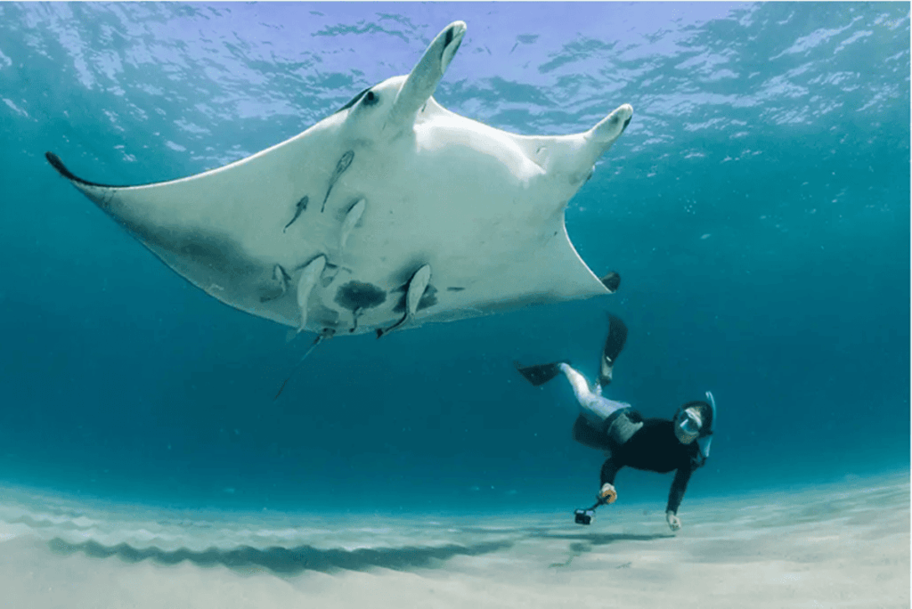 nova-especie-de-raia-descoberta-e-nomeada-em-homenagem-a-sereia-iara