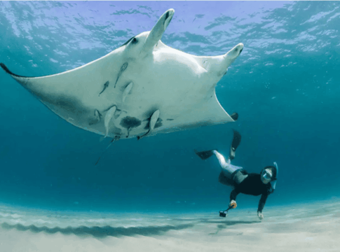 nova-especie-de-raia-descoberta-e-nomeada-em-homenagem-a-sereia-iara