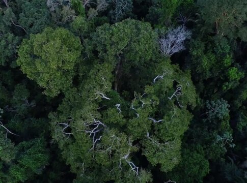 paises-amazonicos-defenderao-fundo-para-preservar-florestas