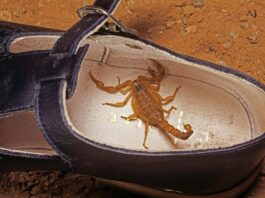 encontrei-um-escorpiao!-e-agora?-biologo-orienta-sobre-o-que-fazer
