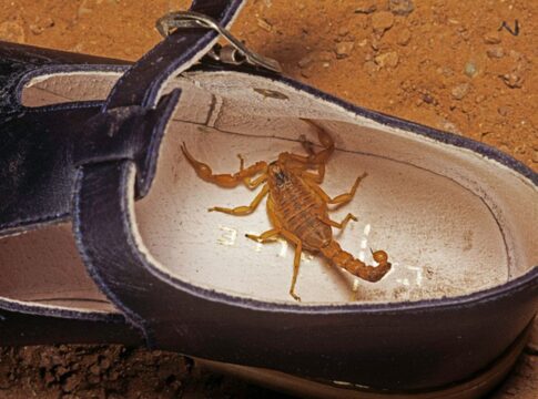 encontrei-um-escorpiao!-e-agora?-biologo-orienta-sobre-o-que-fazer