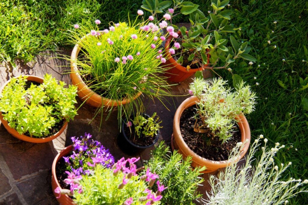 bonitas,-estas-4-plantas-atraem-dinheiro-e-ainda-decoram-a-casa