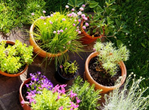 bonitas,-estas-4-plantas-atraem-dinheiro-e-ainda-decoram-a-casa