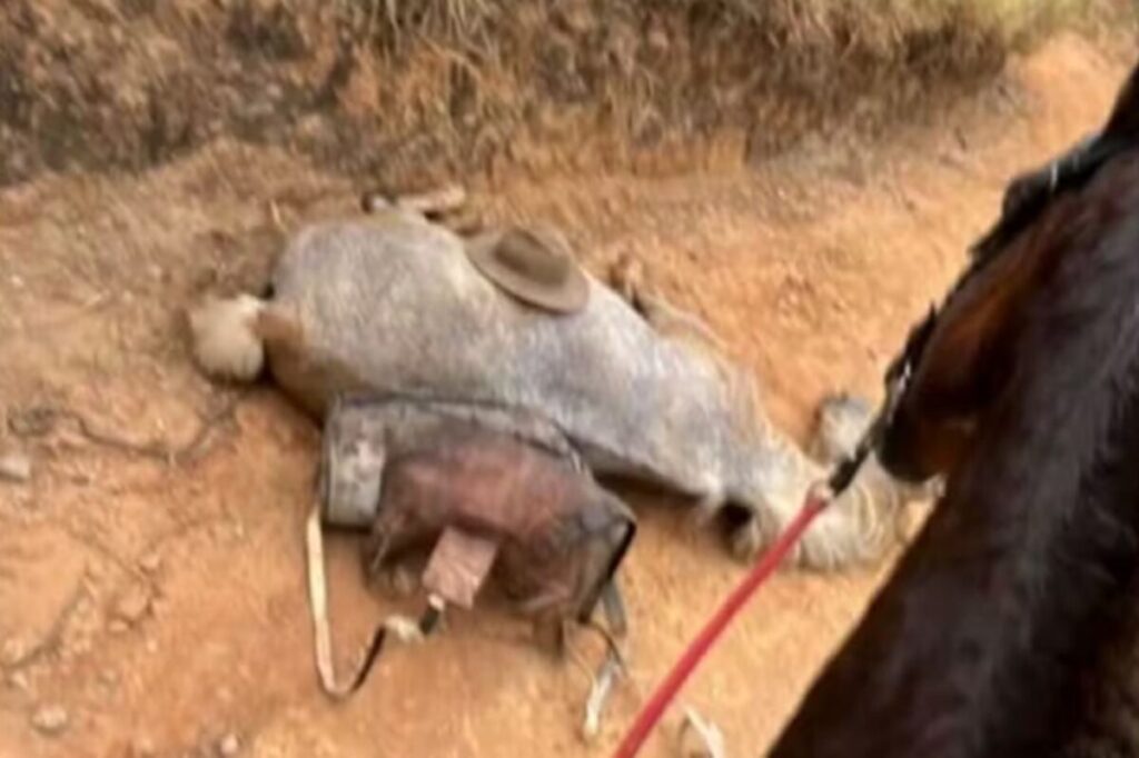 o-que-se-sabe-e-o-que-falta-saber-sobre-o-cavalo-mutilado-em-sao-paulo