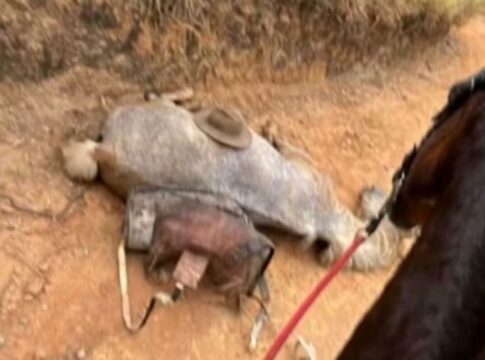 o-que-se-sabe-e-o-que-falta-saber-sobre-o-cavalo-mutilado-em-sao-paulo