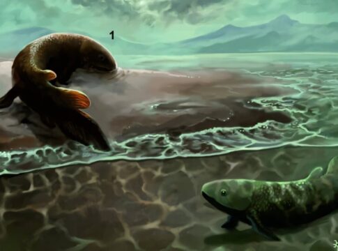 fosseis-revelam-primeiros-passos-de-peixes-rumo-a-vida-em-terra-firme