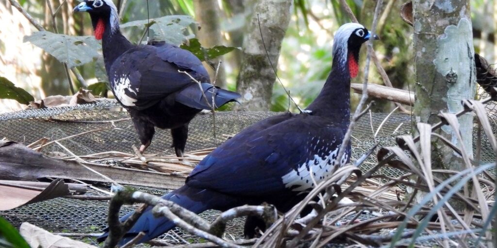 em-risco-de-extincao,-jacutingas-sao-devolvidas-a-natureza-em-sp