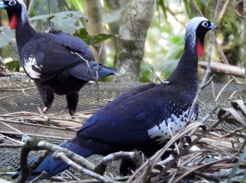 em-risco-de-extincao,-jacutingas-sao-devolvidas-a-natureza-em-sp