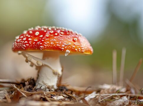 “microdosagem”-com-cogumelos-aumentou-casos-de-envenenamento-nos-eua