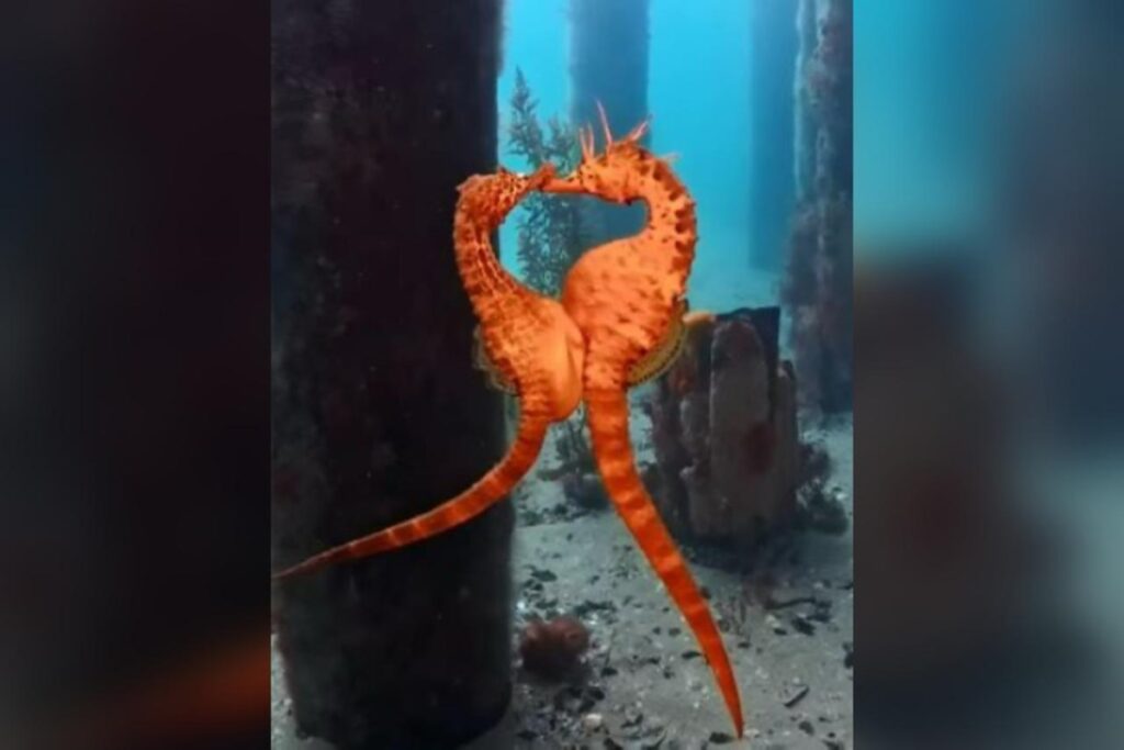 video:-mergulhadora-registra-momento-em-que-cavalos-marinhos-acasalam