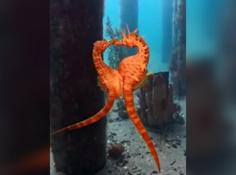 video:-mergulhadora-registra-momento-em-que-cavalos-marinhos-acasalam