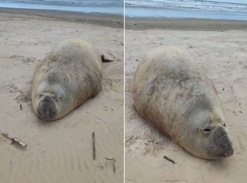 homem-e-multado-apos-importunar-elefante-marinho-em-praia-de-sc