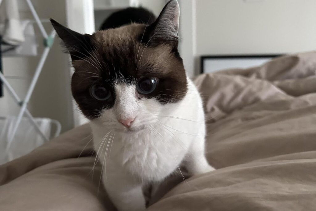 gato-rejeita-namorado-de-tutora-e-viraliza-com-expressao-furiosa