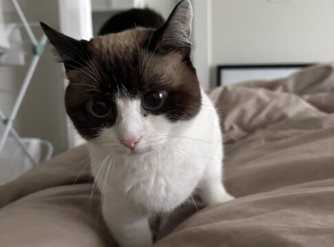 gato-rejeita-namorado-de-tutora-e-viraliza-com-expressao-furiosa