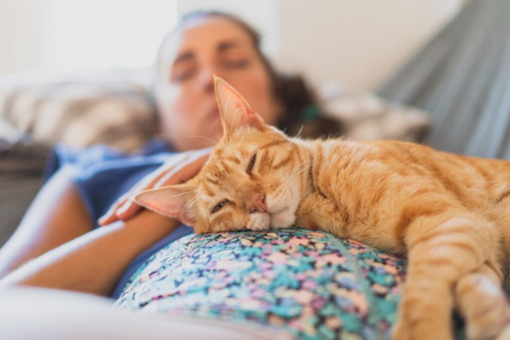 os-gatos-destas-3-racas-sao-os-mais-calmos,-segundo-um-veterinario