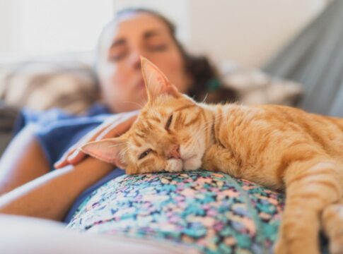 os-gatos-destas-3-racas-sao-os-mais-calmos,-segundo-um-veterinario