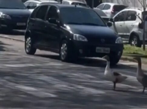 gansos-utilizam-faixa-de-pedestres-e-param-o-transito-no-parana;-video