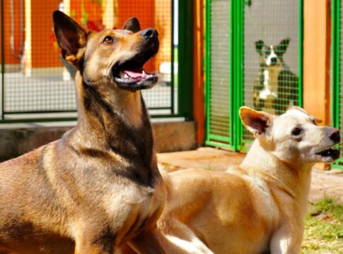 prefeitura-de-sp-faz-evento-para-adocao-de-animais-neste-sabado-(23/8)