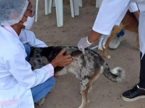 caes-e-gatos:-5-regioes-do-df-vacinam-contra-a-raiva-neste-sabado