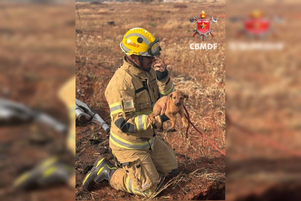 cachorrinho-se-perde-da-mae-e-e-resgatado-a-2-metros-de-profundidade