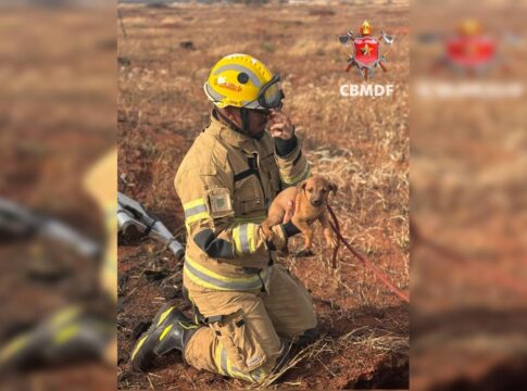 cachorrinho-se-perde-da-mae-e-e-resgatado-a-2-metros-de-profundidade