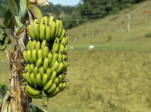 o-que-a-febre-oropouche-no-sudeste-tem-a-ver-com-o-plantio-de-bananas