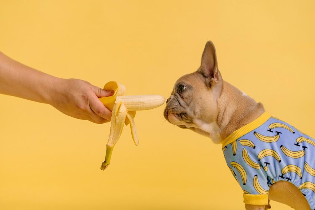 quatro-frutas-que-o-seu-cachorro-nao-pode-comer-de-jeito-nenhum