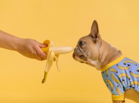 quatro-frutas-que-o-seu-cachorro-nao-pode-comer-de-jeito-nenhum