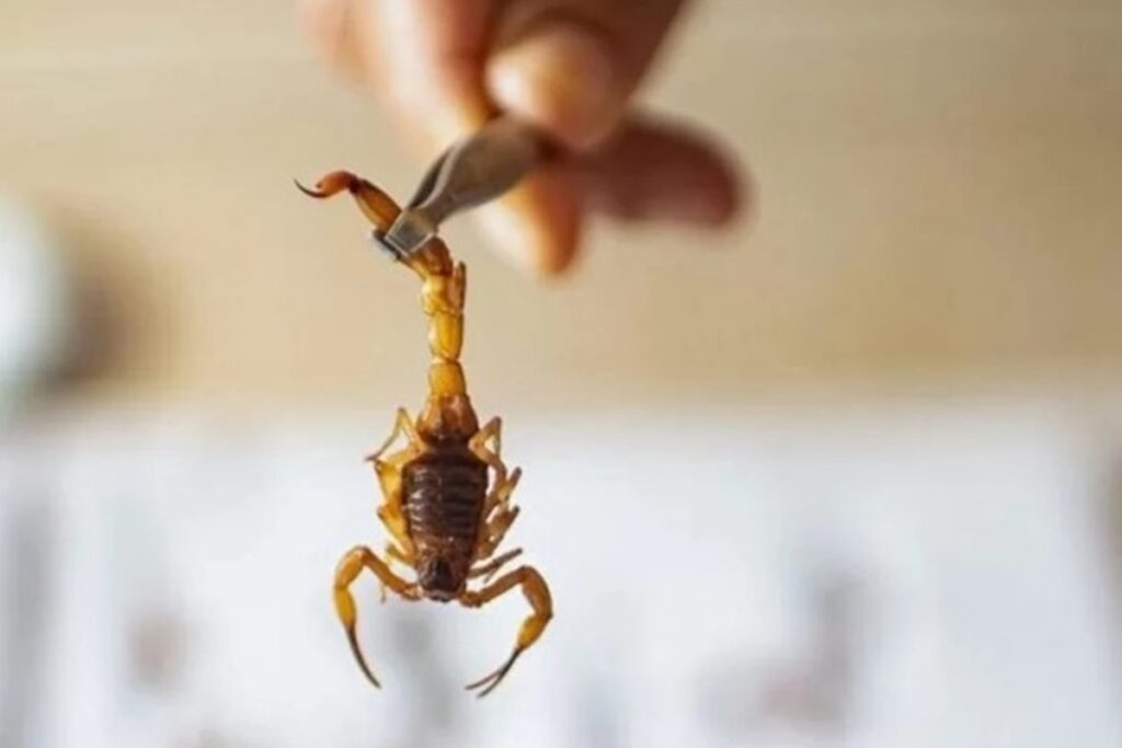 acidentes-com-escorpioes-no-df-aumentam-43%-no-1o-semestre-de-2025